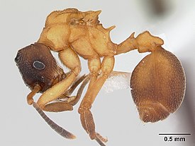 Mycetarotes parallelus