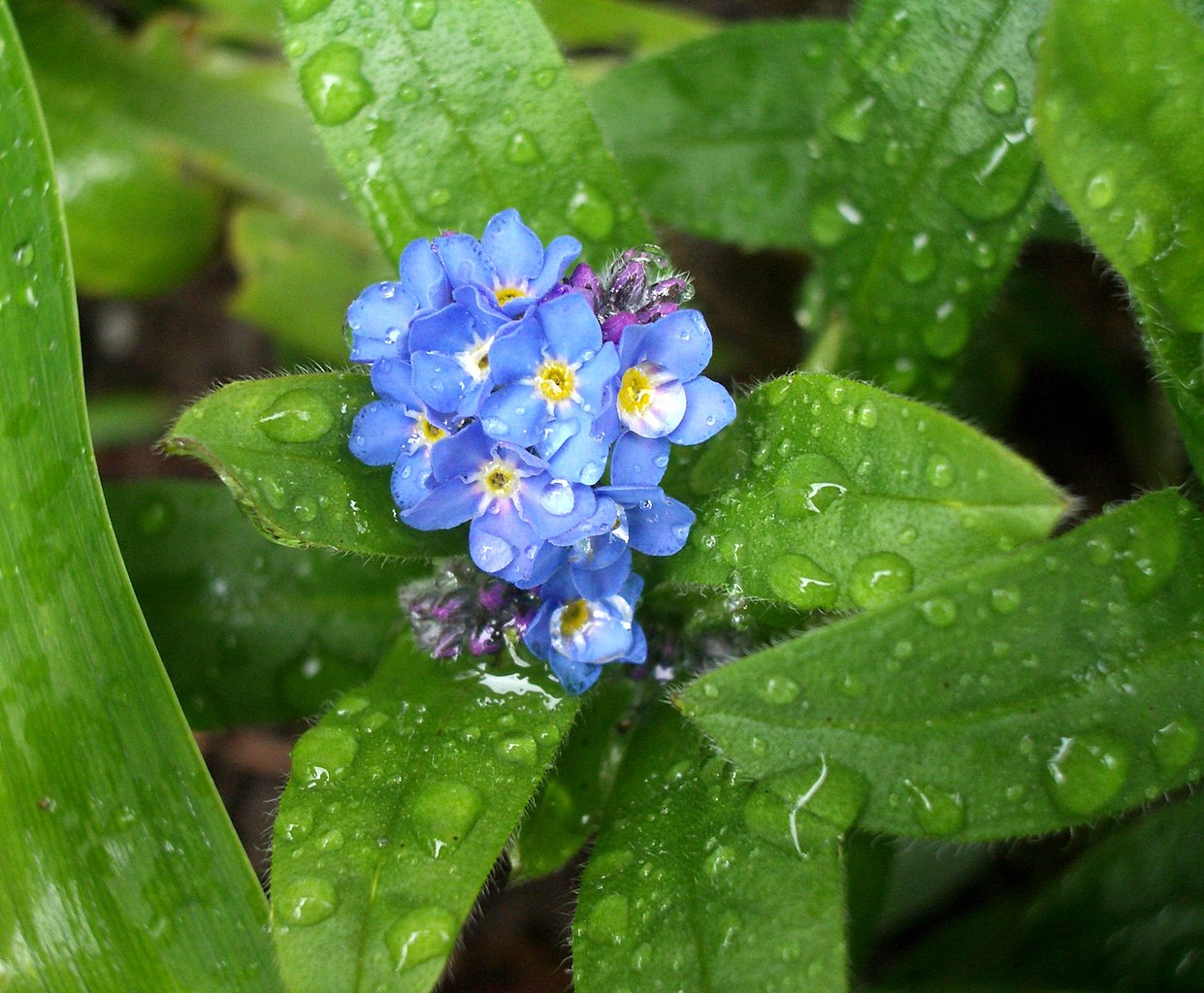 True forget-me-not : Myosotis scorpioides - Boraginaceae (Borage)