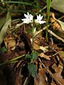 Odontochilus japonicus Aizu area, Fukushima pref., Japan