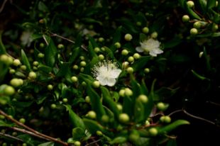 Myrtebusk i blomstring på Korsika