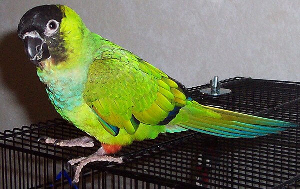 Nanday conure