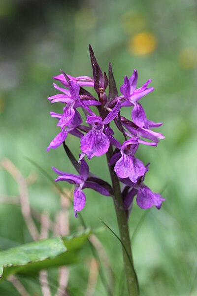 File:Narrow-leaved Marsh Orchid - Dactylorhiza traunsteineri (?) (14401760509).jpg