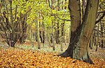 National Park Zuid-Kennemerland märkä pyökkipuu.jpg