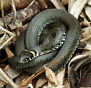 Užovka obojková, nejběžnější had v Česku