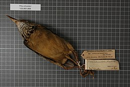 Naturalis Biodiversity Center - RMNH.AVES.121342 - Pitta schneideri Hartert, 1909 - Pittidae - bird skin specimen.jpeg