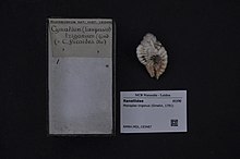 Naturalis биоалуантүрлілік орталығы - RMNH.MOL.193487 - моноплексті тригонус (Гмелин, 1791) - Ranellidae - Mollusc shell.jpeg