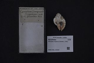 <i>Monoplex trigonus</i> species of mollusc