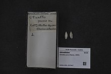 Naturalis bioxilma-xillik markazi - RMNH.MOL.207847 - Olivella pura (Reeve, 1850) - Olivellidae - Mollusc shell.jpeg