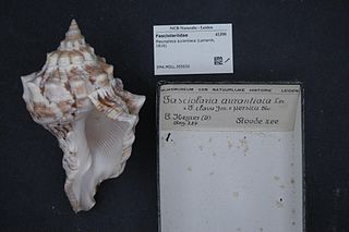 <i>Tritonoharpa</i> Genus of gastropods
