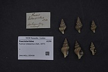 Naturalis bioxilma-xillik markazi - ZMA.MOLL.355439 - Fusinus luteopictus (Dall, 1877) - Fasciolariidae - Mollusc shell.jpeg