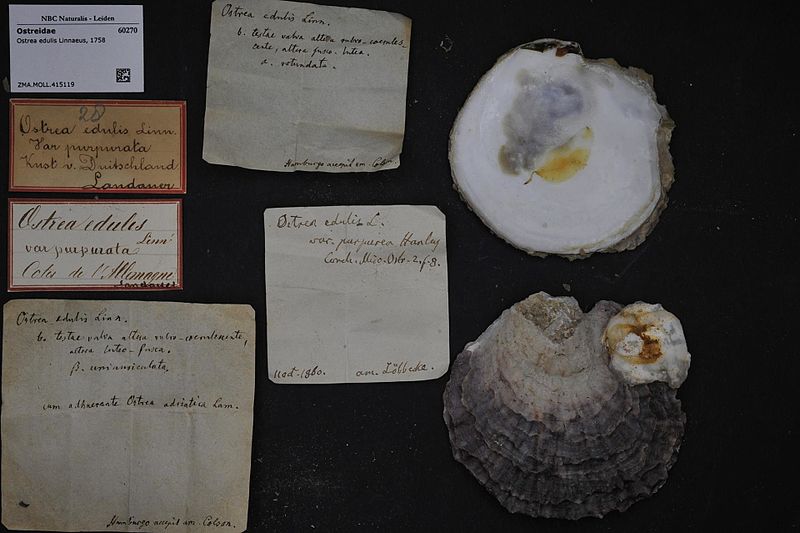 File:Naturalis Biodiversity Center - ZMA.MOLL.415119 - Ostrea edulis Linnaeus, 1758 - Ostreidae - Mollusc shell.jpeg