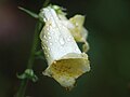 Digitalis grandiflora