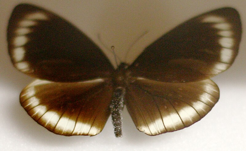 Bestand:Naturkundliche Sammlung Übermaxx Überseemuseum Bremen 0012.JPG