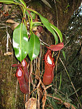 Vignette pour Nepenthes edwardsiana