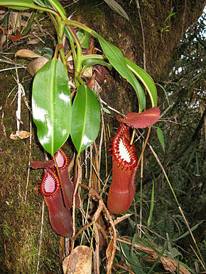 Descrierea imaginii Nedwardsiana rosette.jpg.