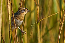 Nelson's sparrow in marsh