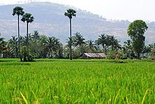 Palakkad district is known as The Granary of Kerala Nemmara-paddy.jpg