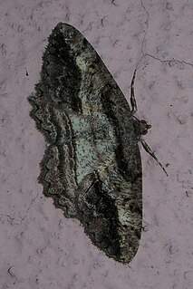 <i>Neoalcis</i> Genus of moths