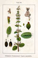 Nepeta sibirica (as syn. Nepeta macrantha) vol. 11 - plate 26 in: Jacob Sturm: Deutschlands Flora in Abbildungen (1796)