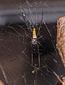 * Nomination Golden silk orb-weaver (Nephila spec.), Wilhelma, Stuttgart --Llez 05:44, 29 July 2022 (UTC) * Promotion  Support Good quality. --Jsamwrites 15:15, 30 July 2022 (UTC)