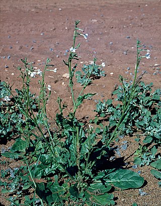 <i>Nicotiana occidentalis</i> Species of plant