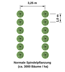 Einreihige Spindelpflanzung (Schlanke Spindel)