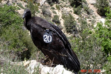 Numbered condor.jpg