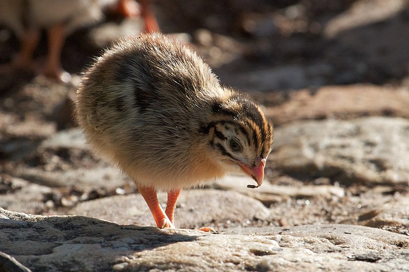 File:Numida meleagris -Cape Town, South Africa -chick-8.jpg