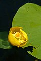 * Nomination Yellow Water-Lily (Nuphar lutea) in Krumpendorf am Wörthersee, Carinthia, Austria --Uoaei1 04:27, 1 September 2020 (UTC) * Promotion  Support Good quality. --Basile Morin 04:34, 1 September 2020 (UTC)