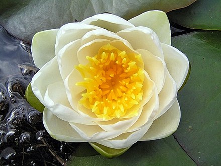 The flower of Nymphaea alba, a species of water lily