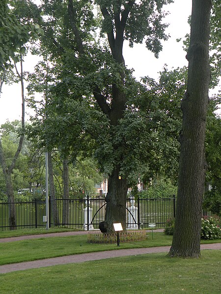 File:Oak from George Washingtun grave.jpg