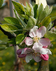 Alkmene (Apfel) – Wikipedia | Obstbäume & Gemüsepflanzen