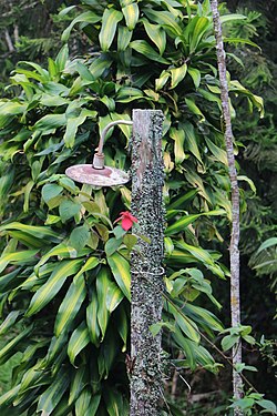 Old wooden lamppost in rural area of Nova Friburgo, Rio de Janeiro State, Brazil