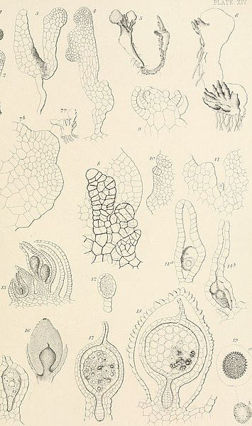 File:On the germination, development, and fructification of the higher Cryptogamia, and on the fructification of the Coniferae (1862) (14576506580).jpg