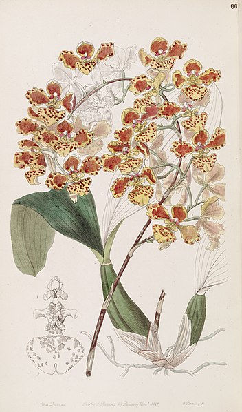 File:Oncidium amictum - Edwards vol 33 (NS 10) pl 66 (1847).jpg