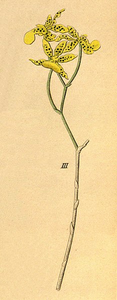 File:Oncidium lentiginosum (as Oncidium pardalis)- fig. 3, cutout from -Xenia 1-63 (1858).jpg