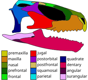 Opisthiamimus.svg