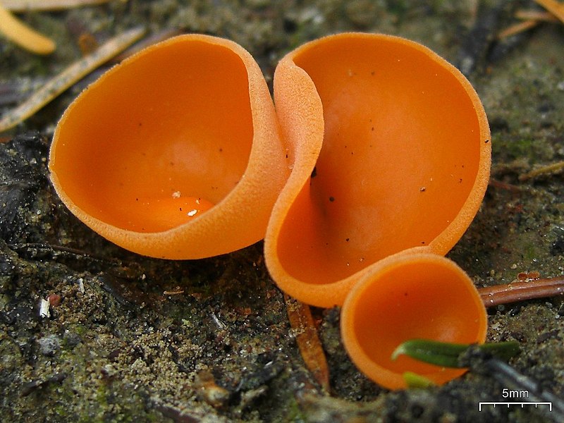 File:Orange Peel Fungus (4496685453).jpg