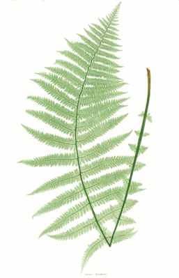 Mountain Fern (Oreopteris limbosperma)