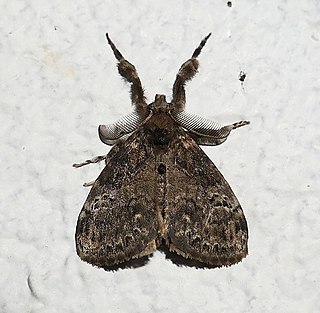 <i>Orgyia detrita</i> Species of moth