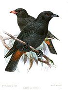 Картина двух черных птиц с красноватыми отверстиями, сидящих на ветвях;  у одного есть красный счет