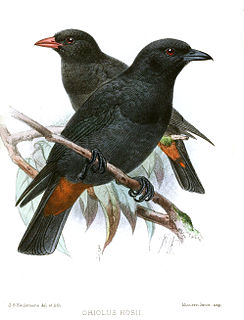 <span class="mw-page-title-main">Black oriole</span> Species of bird