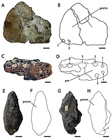 Ornithocheirus simus.jpg 