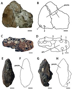 Ornithocheirus simus.jpg