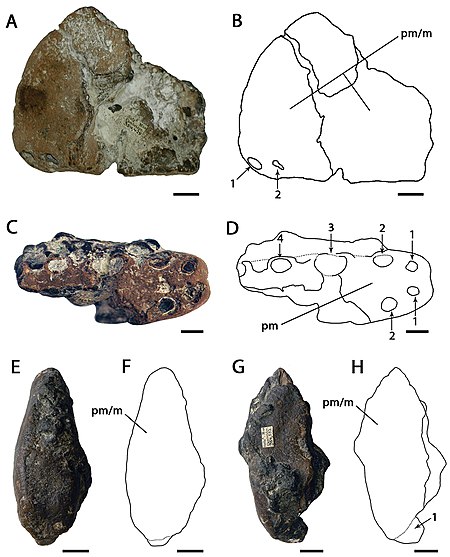 Ornithocheirus