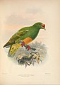 Ornithological miscellany (Plate) (5982043536).jpg