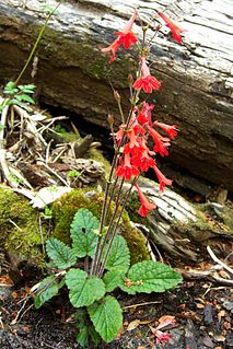 <i>Ourisia coccinea</i> Species of flowering plant