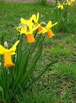 <span class="mw-page-title-main">Narcissus 'Jetfire'</span> Daffodil cultivar