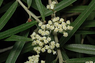 <i>Ozothamnus stirlingii</i> Species of shrub