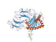 PDB 1uvq EBI.jpg